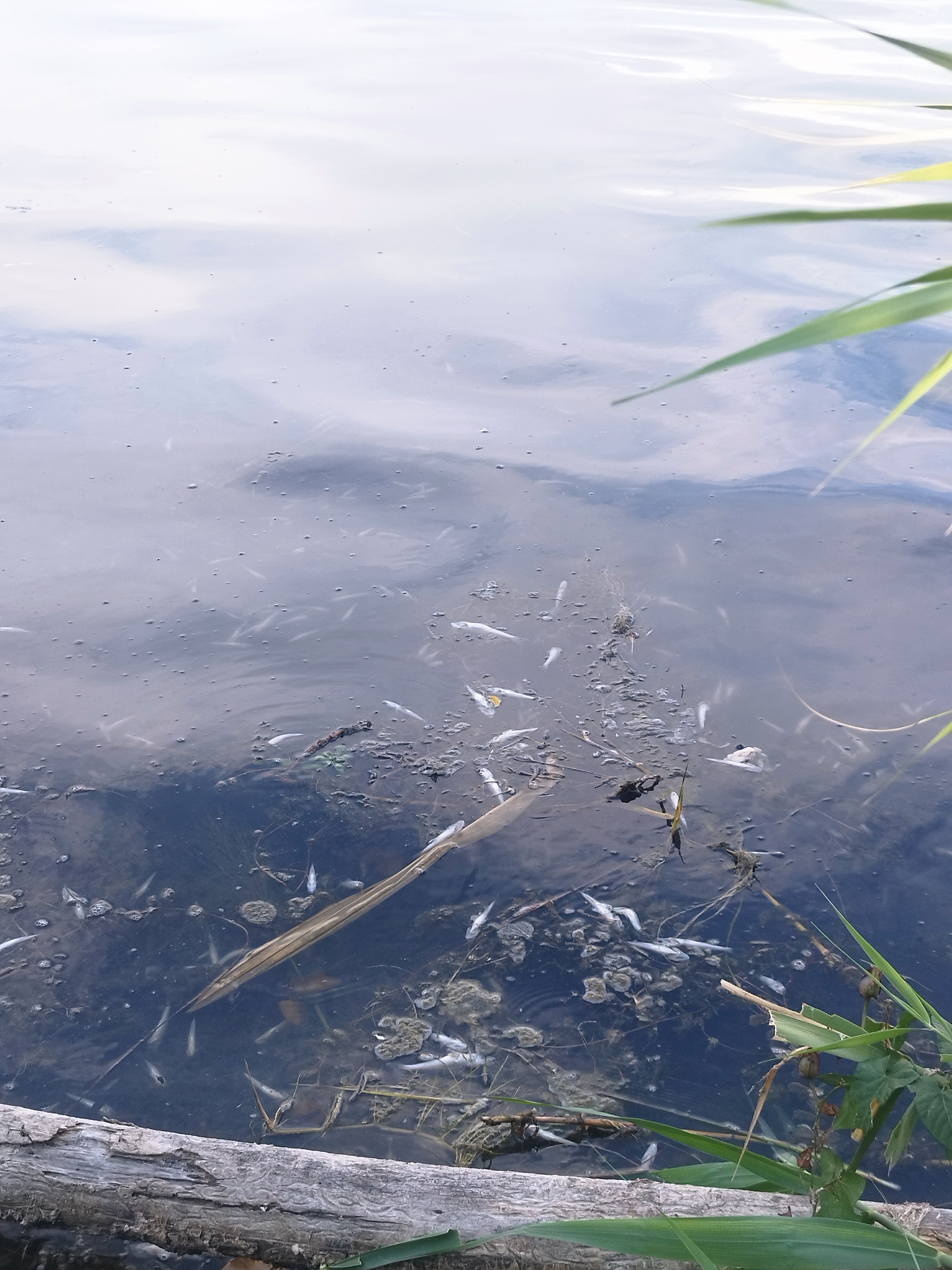 2026 08 11 Poisson couleyras