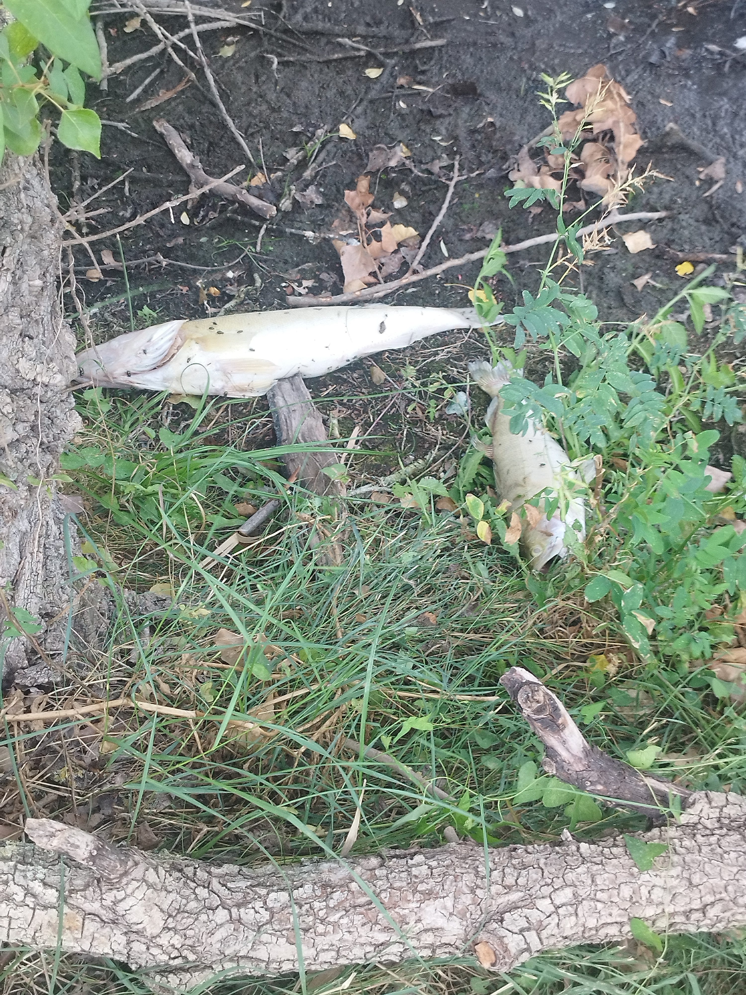 20260811 Poisson 182132