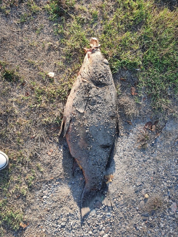 aappmaPoisson
